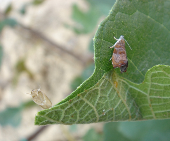 Choreutis nemorana appena sfarfallata